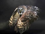 Flying Owl