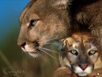 Cougar