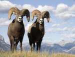 Bighorn Sheep