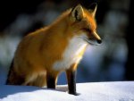 Red Fox