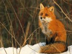 Beautiful Red Fox