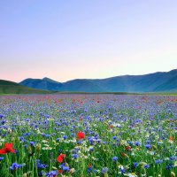 Field of Flowers
