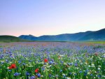 Field of Flowers