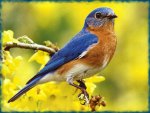 Eastern Bluebird F2C