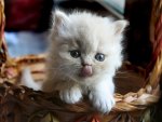 White kitten in basket
