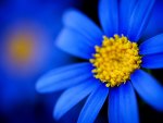 Blue Gerbera
