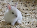 Cute White Bunny