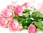 Pink Roses