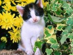 kitty in a flowers