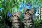 Butterflies and kittens