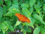 Orange Butterfly