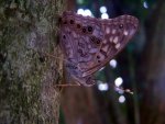 Spotted Butterfly