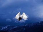 Snow Owl's Majestic Flight.