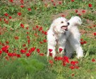 dog,curly and red flowers