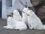 Dogs,samoyed