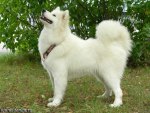 samoyed
