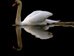 Reflections of a Swan