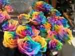 A bunch of rainbow roses for sale by Gertrud K