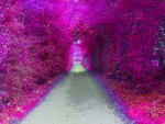 Purple Tunnel