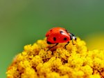 Ladybird"s Perch.