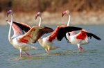 Flamingo Dance.