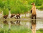 Cute bear family