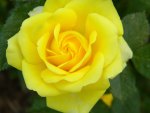 Yellow rose for friendship..