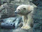 URSO POLAR