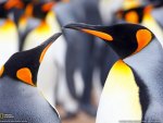 Artarctica penguins