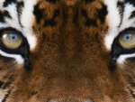 Tiger Eyes