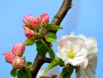 Flower Series #9 --Apple blossoms1
