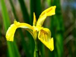 Flower Series#7  -wild iris