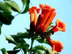 Flower series#8  --trumpet vine1
