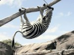 Funny Zebra
