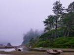 rain and fog on a beach of redwoods