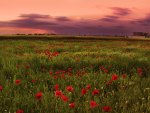 Poppies Field