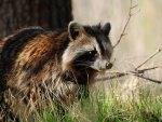 Raccoon