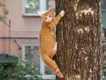 Kitty on a tree