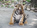Baby tiger