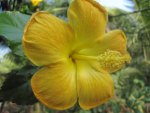 HIBISCUS  AMARELO