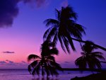 Tropical Twilight