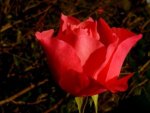 Red Rose