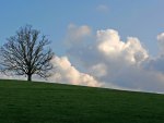 Tree on a hill