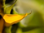 Sunflower petal