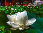 White Lotus