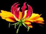 Gloriosa Tropical
