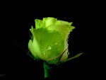 Green Rose.