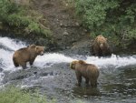 Three bears and a river