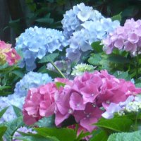 lovely hydrangeas