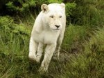 White Lion